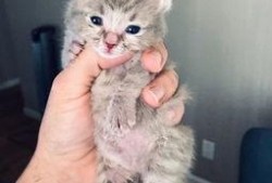 三只小猫咪爆料视频大全,萌态百出，欢乐无限