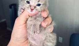 三只小猫咪爆料视频大全,萌态百出，欢乐无限