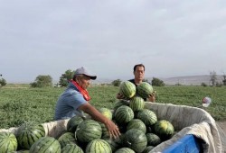 600多万网红吃瓜,揭秘娱乐圈最新瓜料大揭秘！