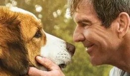 一条狗的使命在线观看