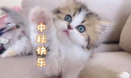 三只小猫咪爆料视频大全,萌态百出，欢乐无限