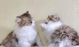 三只小猫咪爆料视频大全,萌态百出，欢乐无限