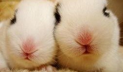 兔子口罩爆料视频大全集,揭秘幕后真相与精彩瞬间