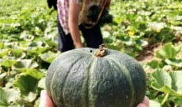 最新的瓜爆料的网红,揭秘瓜王背后的惊人真相！