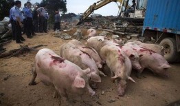 网友爆料猪场事件视频播放,网友直击养殖场惊人内幕