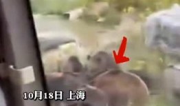 动物园员工爆料视频大全,揭秘幕后真相与动物生活