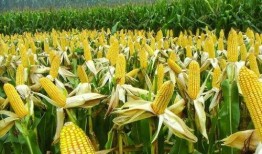 玉米卖货爆料视频
