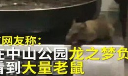 石家庄洋葱最新爆料,揭秘洋葱背后的惊人真相