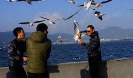 海鸥官方爆料视频,全新科技与设计亮点抢先看