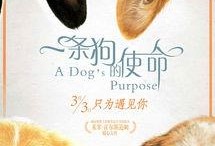 一条狗的使命在线观看