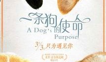 一条狗的使命在线观看