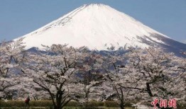 富士山最新爆料新闻事件,揭秘即将喷发的神秘面纱