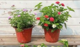 无锡饭店爆料事件视频最新,揭露惊人内幕，员工实名曝光！